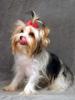 Parti Yorkies... Are these real!!!!!-remi-licking-10-01-copy.jpg