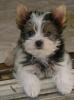 Parti Yorkies... Are these real!!!!!-brigit-11-05-04.jpg