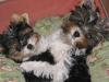 Parti Yorkies... Are these real!!!!!-119_1902.jpg