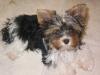Parti Yorkies... Are these real!!!!!-118_1888.jpg