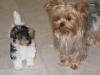 Parti Yorkies... Are these real!!!!!-cruiser-whisper.jpg