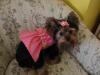Connie Thank you so much!!-cricket-pink-dress-2-smaller.jpg