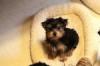 It's Official...I am getting another YORKIE!!!-thumb-2-.jpg