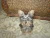 If your Yorkie were in the Marines,Army,Air Force,Navy-what rank would he/she be?-maxbobolibby16wks-008.jpg