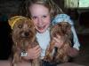 what is a silky terrier?-dcp00839.jpg