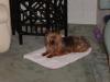 Sleeping on her pee pad..-cujo-hanging-out-piddlepad.jpg