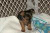 I just bought a new Yorkie....-dylan2.jpg