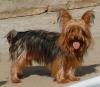 I just bought a new Yorkie....-sissy2005.jpg