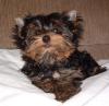 I need some names for my new furball..-leo3106c.jpg