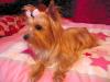 Solid colored yorkies-12-2-600-x-450-.jpg