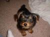 Here are pics of my baby, Yogi-yogibear3.jpg