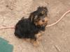 Yorkie Ears-puppies2.jpg