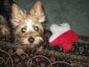 Yorkie Ears-11-22-2005-001.jpg