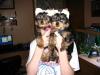 Yorkie Ears-taped-ears.jpg