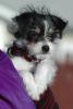 Morkie/Yorktese pup coloring-titus-x-mom.jpg