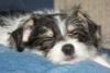 Morkie/Yorktese pup coloring-titus-sleeping.jpg