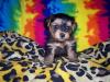 Morkie/Yorktese pup coloring-teddy-600-x-450-.jpg