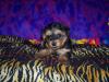 Morkie/Yorktese pup coloring-bandit-pic-3-600-x-450-.jpg