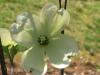 Stop and Smell the Flowers-dogwood.jpg