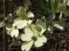 Stop and Smell the Flowers-dogwoods.jpg