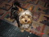 Any TINY yorkie Owners??-resize.gif