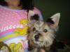Can you help tell what color she'll be?? Tinkerbells new picutes!-picture-016.jpg