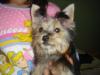 Can you help tell what color she'll be?? Tinkerbells new picutes!-picture-015.jpg