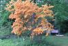 Stop and Smell the Flowers-pretty-place-orange-flowering-tree.jpg