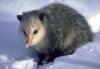 unusual color as advertized-opossum3sm.jpg