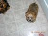 Morkie/Yorktese pup coloring-dscn0289.jpg