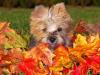 Morkie/Yorktese pup coloring-hand-chop.jpg