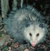 unusual color as advertized-opossum11sm.jpg