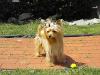 Mercedes Pics (gold/blonde AKC Yorkie)-1.jpg