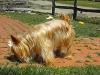 Mercedes Pics (gold/blonde AKC Yorkie)-6.jpg