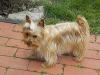 Mercedes Pics (gold/blonde AKC Yorkie)-cute.jpg