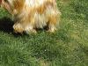 Mercedes Pics (gold/blonde AKC Yorkie)-coat.jpg