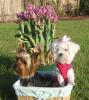 My two easter furbbabies in a basket /pics-eastertiltface.jpg