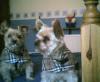 ive got my new yorkie-ann2zac002.jpg