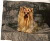 Letting your Yorkie grow out!!!-gracie2-600-x-494-.jpg