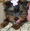 The ultimate tongue pic lol-rosie-3-months-old.jpg