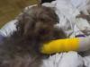 Frodo broke his leg! :(-04-16-06_2359.jpg