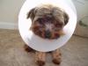 Cone Head-remmy-coneapril-202006-20001.jpg