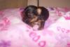 Pictures of my new baby girl!-yorkie_fem1.jpg