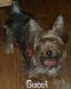 chattiesmom, TY for Scarf!-gucci-4-17-06-.jpg