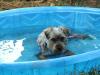 Summer Cut Pictures: Please Post :]-mutts-middletown-005.jpg