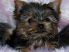 Villette Inspiration NEEDED!!!  Post your PUPPY FACES HERE!!-2673222320057434632niapax_ph.jpg