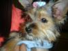 Look at Tinkerbells before and after pictures.-picture-072.jpg