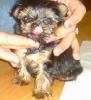 Look at Tinkerbells before and after pictures.-picture-363.jpg