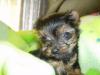 Look at Tinkerbells before and after pictures.-picture-389.jpg