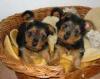 Very Coarse Hair-australian-terriers-06.jpg